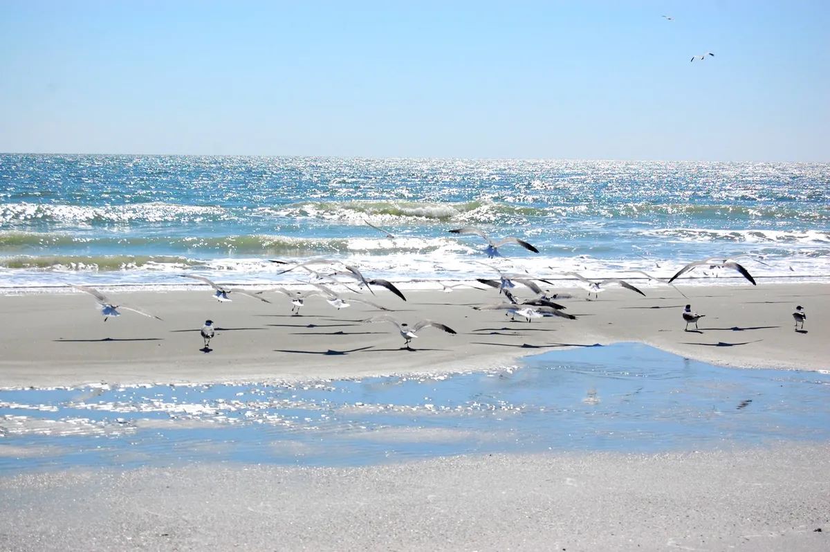 A tranquil stretch of beach is shown, with gentle waves lapping at the shore and a flock of seagulls in flight. The shimmering water and soft light evoke peaceful beachfront walks and the natural serenity that snowbirds can experience daily.
